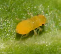 Philaronia canadensis - photo 3