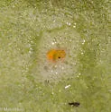 Philaronia canadensis - photo 4