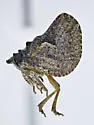 Philatis tuberculata