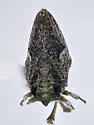 Philatis tuberculata - photo 4