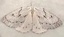 Philedia punctomacularia - Hodges#6802 - Philedia punctomacularia