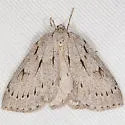 Philedia punctomacularia - Hodges#6802 - photo 2