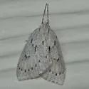Philedia punctomacularia - Hodges#6802 - photo 4
