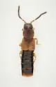 Philhygra clemens