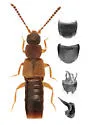 Philhygra clemens - photo 3