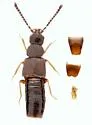 Philhygra palustris - Philhygra palustris