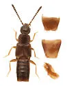 Philhygra palustris - photo 2