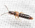 Philhygra proterminalis