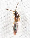 Philhygra proterminalis - photo 2