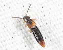 Philhygra proterminalis - photo 3