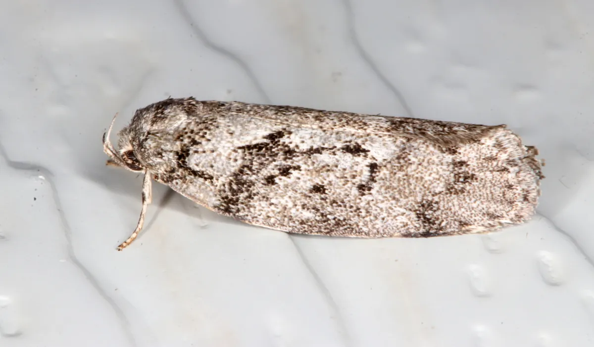 Philobota philostaura - photo 3