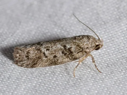 Philobota philostaura - photo 5
