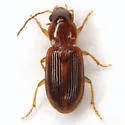 Philodes longulus