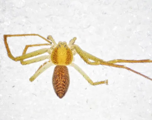 Philodromus albidus