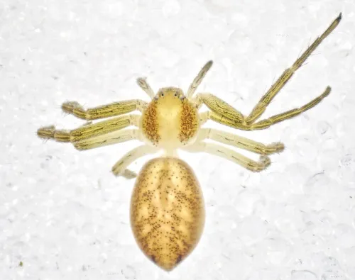 Philodromus albidus - photo 2