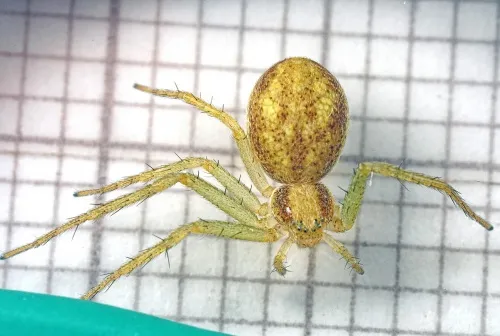 Philodromus albidus - photo 3