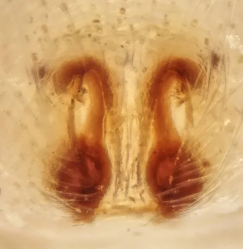 Philodromus albidus - photo 4