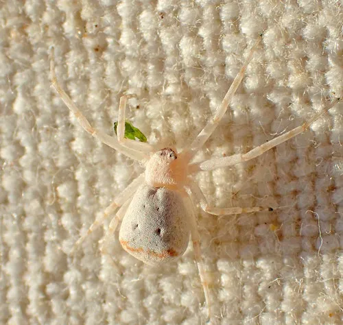 Philodromus anomalus - photo 2
