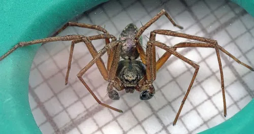 Philodromus aureolus