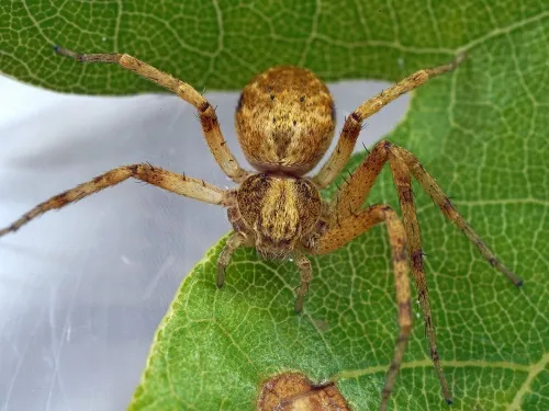 Philodromus aureolus - photo 2