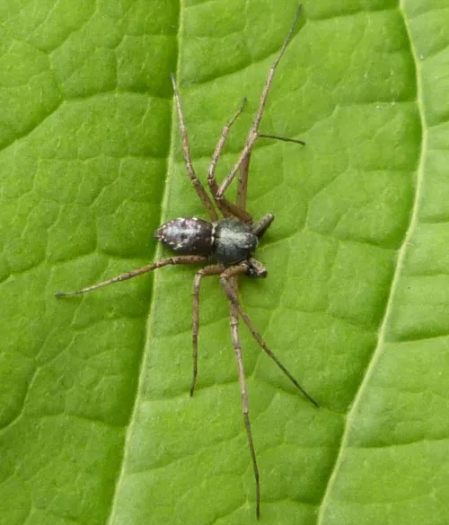 Philodromus aureolus - photo 3