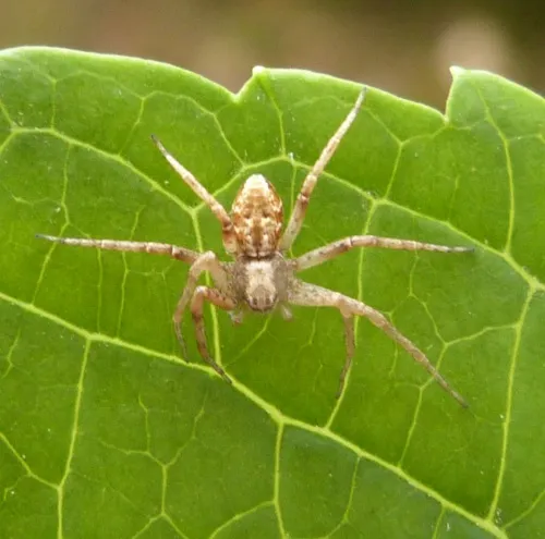 Philodromus aureolus - photo 4