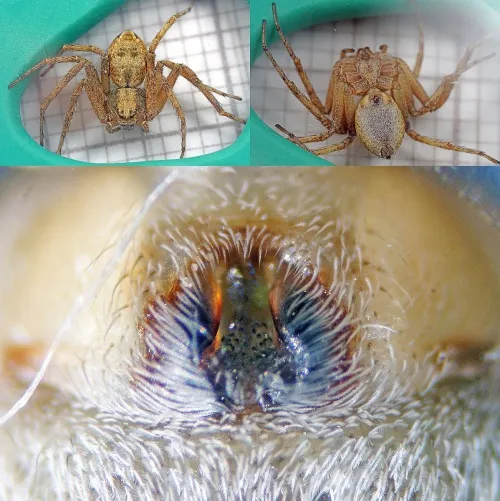 Philodromus aureolus - photo 5