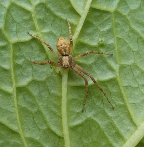 Philodromus aureolus - photo 6