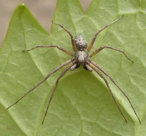 Philodromus aureolus - photo 7