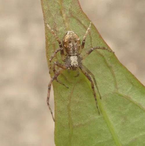Philodromus aureolus - photo 8