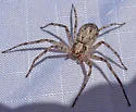 Philodromus californicus