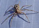 Philodromus californicus - photo 2