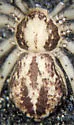 Philodromus californicus - photo 3
