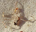 Philodromus californicus - photo 4