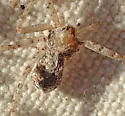 Philodromus californicus - photo 5