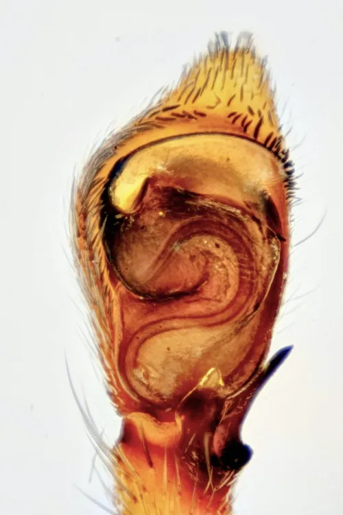 Philodromus collinus - photo 2