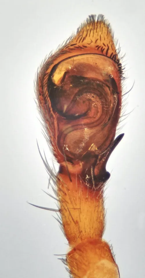 Philodromus collinus - photo 3