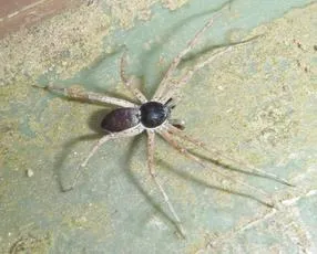 Philodromus dispar