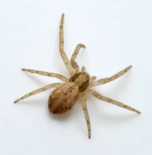 Philodromus dispar - photo 2