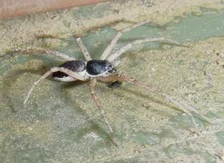 Philodromus dispar - photo 3