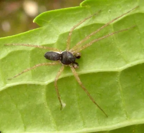 Philodromus dispar - photo 4