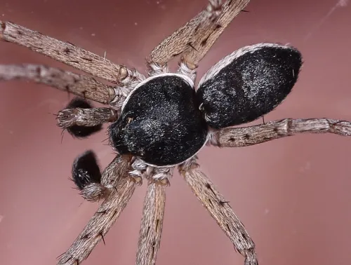 Philodromus dispar - photo 5