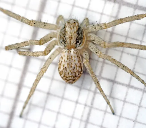 Philodromus dispar - photo 6