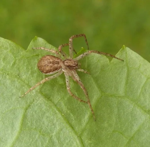 Philodromus dispar - photo 7