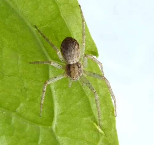 Philodromus dispar - photo 8