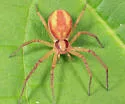 Philodromus exilis