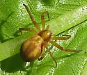 Philodromus exilis - photo 2