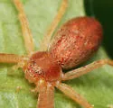 Philodromus exilis - photo 3
