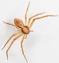 Philodromus exilis - photo 4
