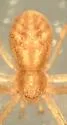 Philodromus exilis - photo 5